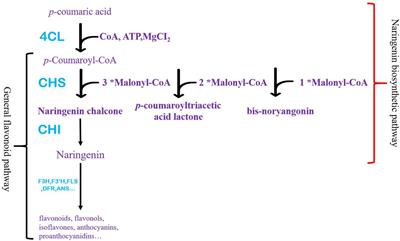 AfCHIL, a Type IV Chalcone Isomerase, Enhances the Biosynthesis of Naringenin in Metabolic Engineering